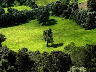 Green field trees cows grazing 8 - a few cow free wallpaper