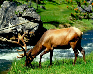 Deer grazing field river rocks - rock free wallpaper