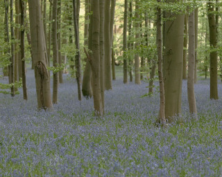 Forest trees blue flowers middle - short depth of field free wallpaper