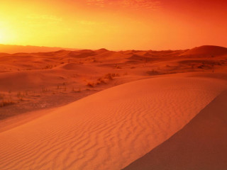 Desert sunset lone horse bushes - a few bush free wallpaper