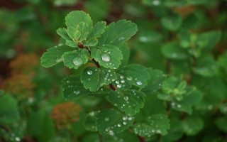 Green plant water droplets macro 7 - a green plant free wallpaper