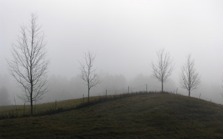 Grassy hill trees fog background 2 - in the foreground free wallpaper