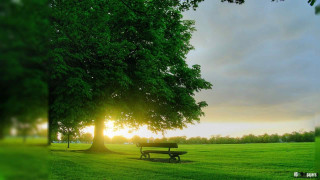 Park bench tree sunset grass - beautiful landscape free wallpaper