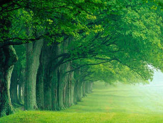 Trees path grass field sunlight - free nature wallpaper