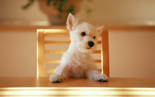 Small white dog wooden chair 3 - a wooden chair free wallpaper
