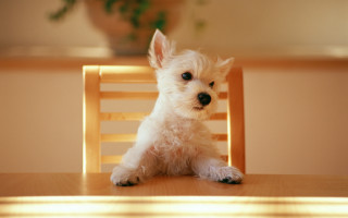 Small white dog on wooden - a wooden chair free wallpaper