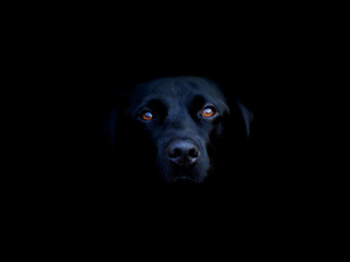 Black dog orange eyes looking 2 - the camera in the dark free wallpaper