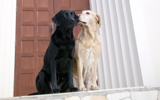 Two dogs sitting on ledge 2 - two dog free wallpaper