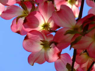 Pink flowers blooming tree branch - brenda chamberlain free wallpaper