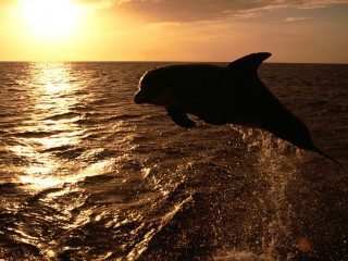 Dolphin jumping water sunset sunrise - a photo free wallpaper