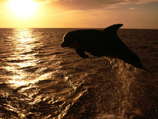 Dolphin jumping water sunset sunrise 3 - sunrise time free wallpaper