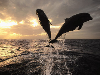 Dolphins jumping water sunset sunrise 3 - the sun setting behind them free wallpaper