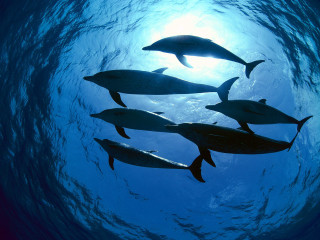 Dolphins swimming ocean together sunlight 3 - ocean free wallpaper