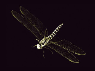 Dragonfly black background white dragonfly - earnst haeckel free wallpaper