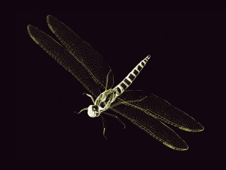 Dragon flys night sky wings - the night sky free wallpaper
