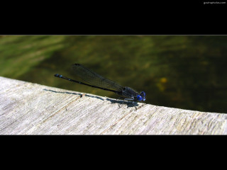 Blue dragonfly wooden plank water - a blue dragonfly free wallpaper