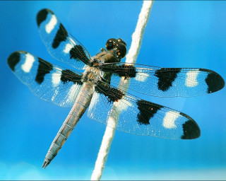 Dragonfly white stick black spots 3 - male free wallpaper