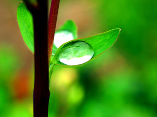 Green leaf water drop stem 3 - free nature wallpaper