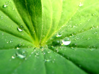 Green leaf water droplets foreground - the foreground of the image free wallpaper
