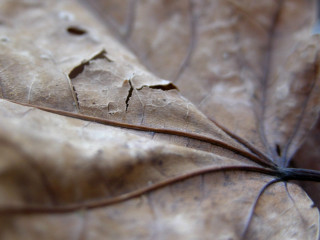 Close up leaf thin line 2 - thin free wallpaper