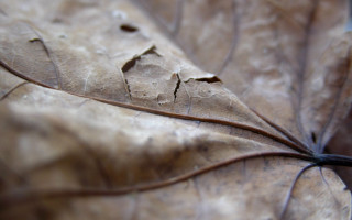 Leaf thin stem photorealistic macro - end free wallpaper