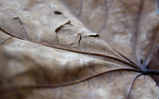 Close up leaf thin stem - end free wallpaper