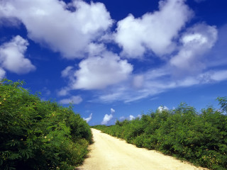 Dirt road trees bushes clouds 2 - a dirt road free wallpaper