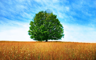 Lone tree field blue sky 9 - a lone tree in a field free wallpaper