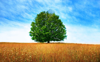 Lone tree tall grass blue - a lone tree in a field free wallpaper