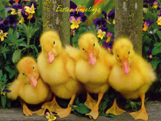 Ducks bench garden flowers quote - beatrix potter free wallpaper