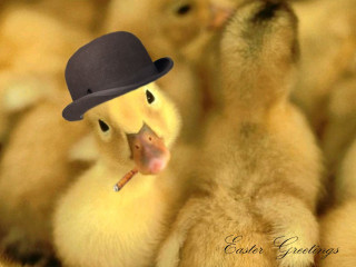 Duck hat group caption image - a duck free wallpaper