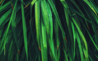Close up green plant water 6 - a green plant free wallpaper