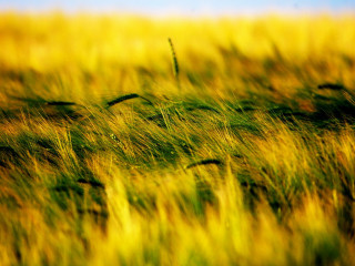 Field grass blue sky blurry 2 - chris friel free wallpaper