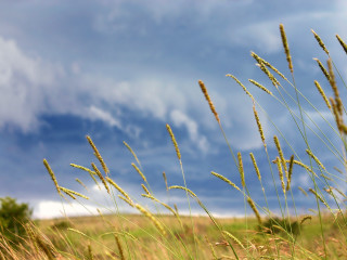 Tall grass blue sky clouds 7 - stormy weather free wallpaper