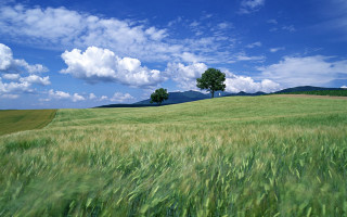 Field grass trees blue sky - two tree free wallpaper