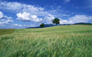 Field grass trees distance blue - edi rama free wallpaper