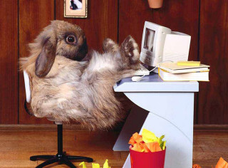 Stuffed rabbit chair book back - stuffed free wallpaper
