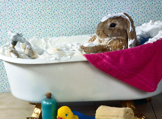 Rabbit bathtub toys towel edge - beatrix potter free wallpaper