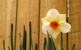 White flower red center fence 2 - a single white flower free wallpaper