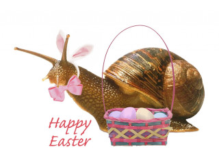 Snail basket eggs happy easter - a snail free wallpaper