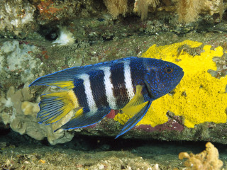 Blue white fish rock yellow - fish free wallpaper
