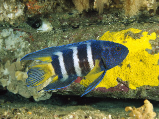 Blue white fish rock yellow 3 - female free wallpaper