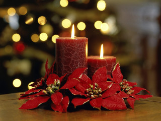 Candle poinsettia table christmas tree 3 - a candle free wallpaper