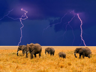 Elephants dry grass field lightning - a herd of elephants free wallpaper