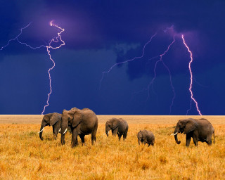 Elephants herd dry grass field 3 - a herd of elephants free wallpaper