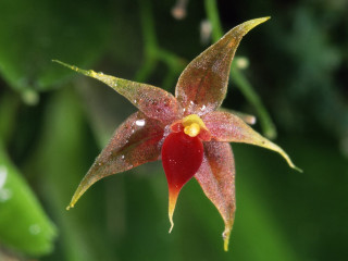 Red flower yellow center green - a yellow center free wallpaper