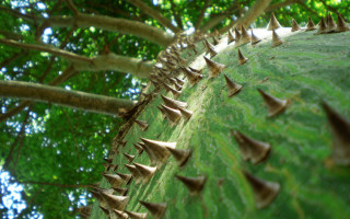 Spiky tree leaves ground nature 2 - a green leafy tree free wallpaper