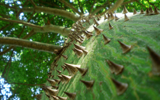 Spiky tree leaves ground nature 3 - a green leafy tree free wallpaper