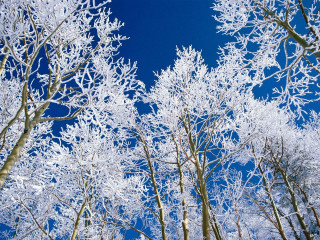 Snowy forest trees blue sky 2 - a few branch free wallpaper