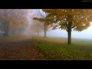 Foggy road fall trees leaves - volumetric fog free wallpaper
